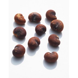 Kit semis n°1 : 4 mini-serres, 100 graines de baobab africain, 2 sachets vermiculite/perlite