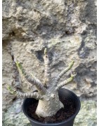 Baobab chacal (adenium arabicum) de 3 ans - AR70
