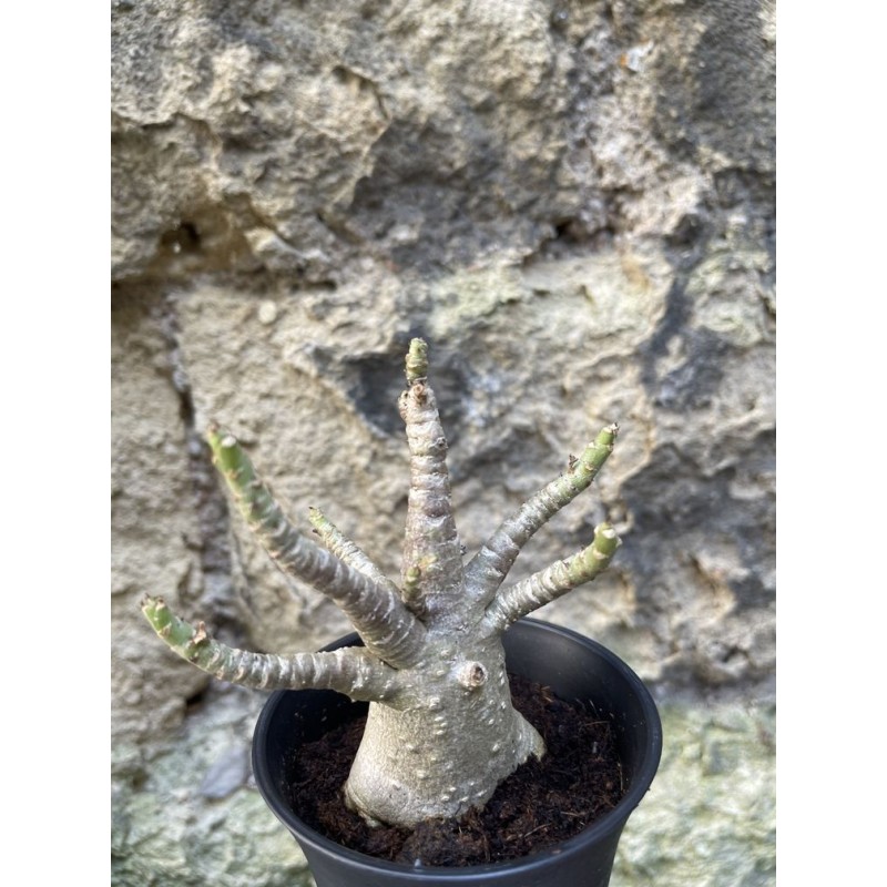 Baobab chacal (adenium arabicum) de 3 ans - AR70