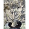 Baobab chacal (adenium arabicum) de 3 ans - AR70