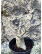 Baobab chacal (adenium arabicum) de 3 ans - AR70