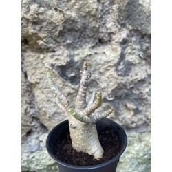 Baobab chacal (adenium arabicum) de 3 ans - AR70