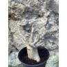 Baobab chacal (adenium arabicum) de 3 ans - AR70