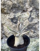Baobab chacal (adenium arabicum) de 3 ans - AR70