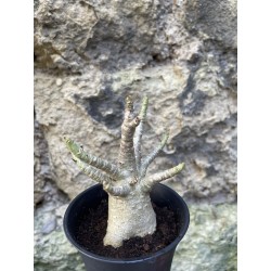 Baobab chacal (adenium arabicum) de 3 ans - AR70