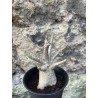Baobab chacal (adenium arabicum) de 3 ans - AR70