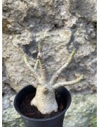 Baobab chacal (adenium arabicum) de 3 ans - AR70