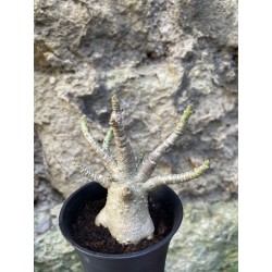 Baobab chacal (adenium arabicum) de 3 ans - AR70