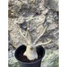 Baobab chacal (adenium arabicum) de 3 ans - AR70