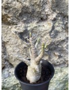Baobab chacal (adenium arabicum) de 3 ans - AR70