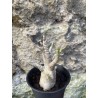 Baobab chacal (adenium arabicum) de 3 ans - AR70