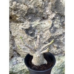 Baobab chacal (adenium arabicum) de 3 ans - AR70