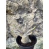 Baobab chacal (adenium arabicum) de 3 ans - AR70