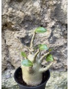 Baobab chacal (adenium arabicum) de 3 ans - AR69