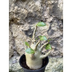 Baobab chacal (adenium arabicum) de 3 ans - AR69