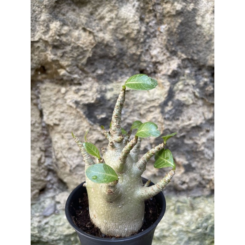 Baobab chacal (adenium arabicum) de 3 ans - AR69 Baobab chacal (adenium arabicum) de 3 ans - AR69