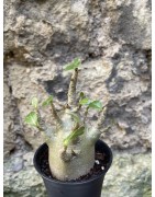 Baobab chacal (adenium arabicum) de 3 ans - AR69