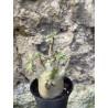 Baobab chacal (adenium arabicum) de 3 ans - AR69