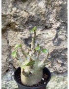 Baobab chacal (adenium arabicum) de 3 ans - AR69