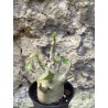Baobab chacal (adenium arabicum) de 3 ans - AR69