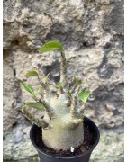 Baobab chacal (adenium arabicum) de 3 ans - AR69