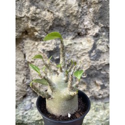 Baobab chacal (adenium arabicum) de 3 ans - AR69
