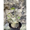 Baobab chacal (adenium arabicum) de 3 ans - AR69