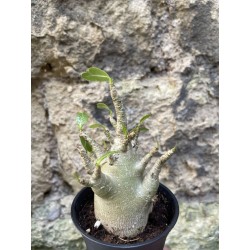 Baobab chacal (adenium arabicum) de 3 ans - AR69