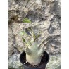 Baobab chacal (adenium arabicum) de 3 ans - AR69