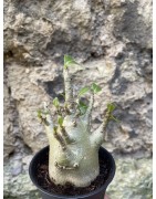 Baobab chacal (adenium arabicum) de 3 ans - AR69