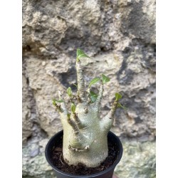 Baobab chacal (adenium arabicum) de 3 ans - AR69