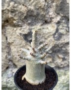 Baobab chacal (adenium arabicum) de 3 ans - AR68