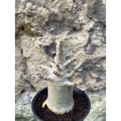 Baobab chacal (adenium arabicum) de 3 ans - AR68
