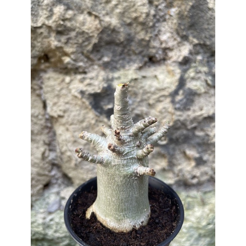 Baobab chacal (adenium arabicum) de 3 ans - AR68 Baobab chacal (adenium arabicum) de 3 ans - AR68