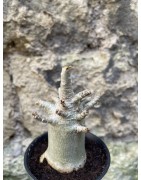 Baobab chacal (adenium arabicum) de 3 ans - AR68