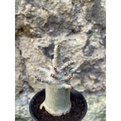 Baobab chacal (adenium arabicum) de 3 ans - AR68