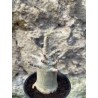 Baobab chacal (adenium arabicum) de 3 ans - AR68