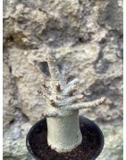 Baobab chacal (adenium arabicum) de 3 ans - AR68