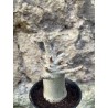 Baobab chacal (adenium arabicum) de 3 ans - AR68