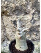 Baobab chacal (adenium arabicum) de 3 ans - AR68