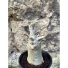 Baobab chacal (adenium arabicum) de 3 ans - AR68