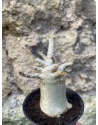 Baobab chacal (adenium arabicum) de 3 ans - AR68