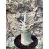 Baobab chacal (adenium arabicum) de 3 ans - AR68