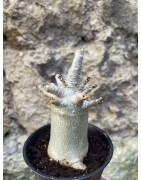 Baobab chacal (adenium arabicum) de 3 ans - AR68
