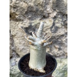 Baobab chacal (adenium arabicum) de 3 ans - AR68