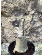 Baobab chacal (adenium arabicum) de 3 ans - AR68