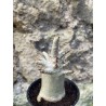 Baobab chacal (adenium arabicum) de 3 ans - AR68