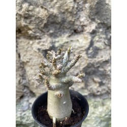 Baobab chacal (adenium arabicum) de 3 ans - AR67