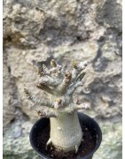 Baobab chacal (adenium arabicum) de 3 ans - AR67