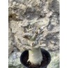 Baobab chacal (adenium arabicum) de 3 ans - AR67